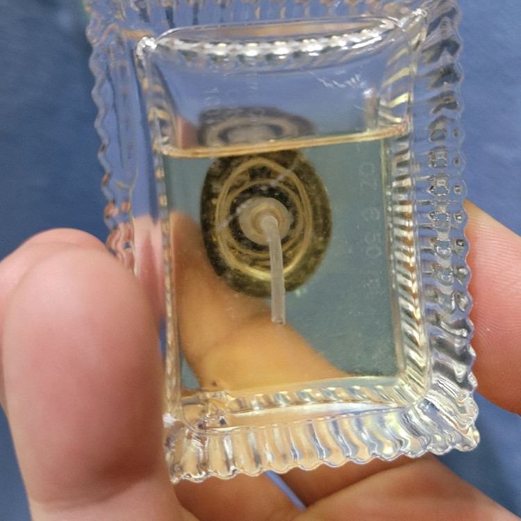 끌로에 그린 EDT 50ml 향수 (25) 이미지