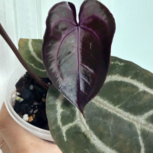 안스리움 퍼플크리스탈리넘