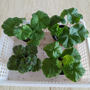 다나에와 제라늄3종