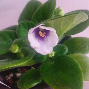 러시아 미니 바이올렛 LE- 쿨민트