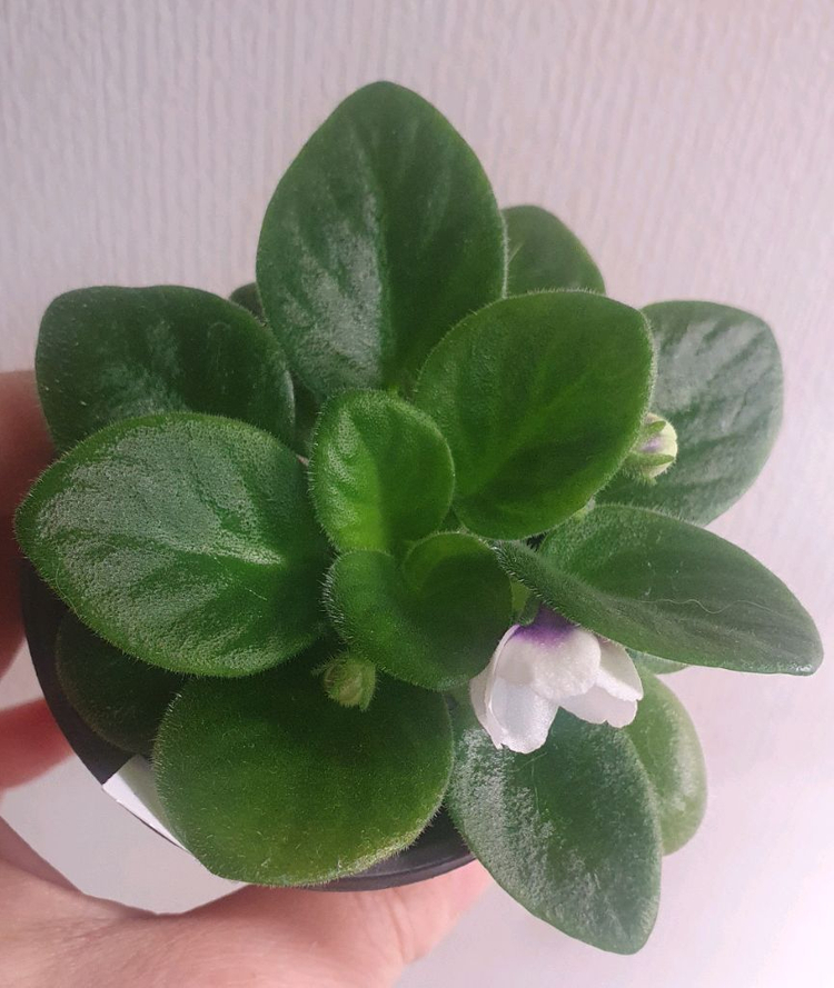 러시아 미니 바이올렛 LE- 쿨민트--1