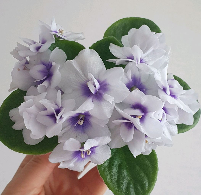 러시아 미니 바이올렛 LE- 쿨민트--2