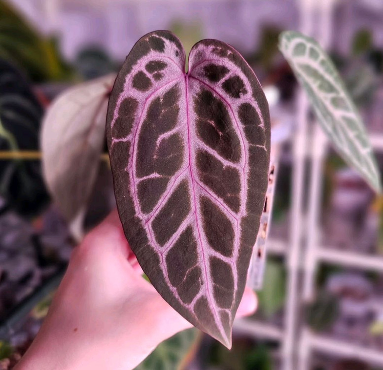 안스리움 퍼플 크리스탈 셀렉--3