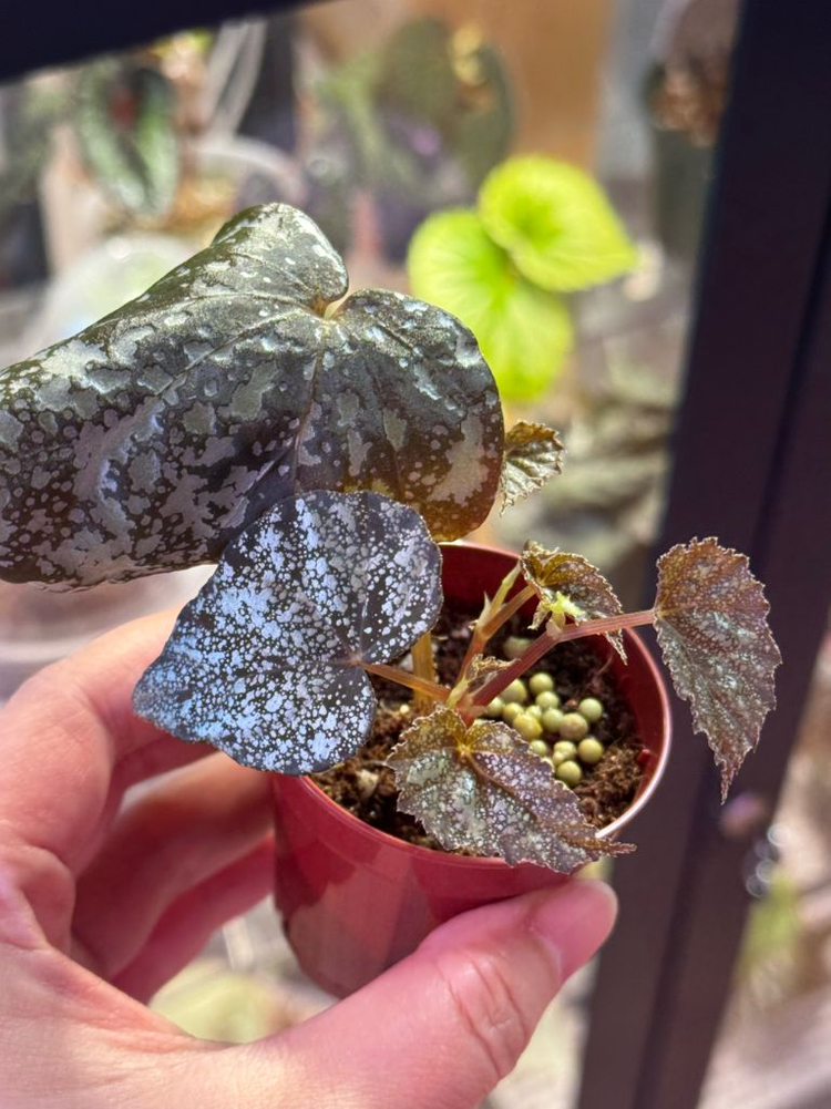 베고니아 무나--1