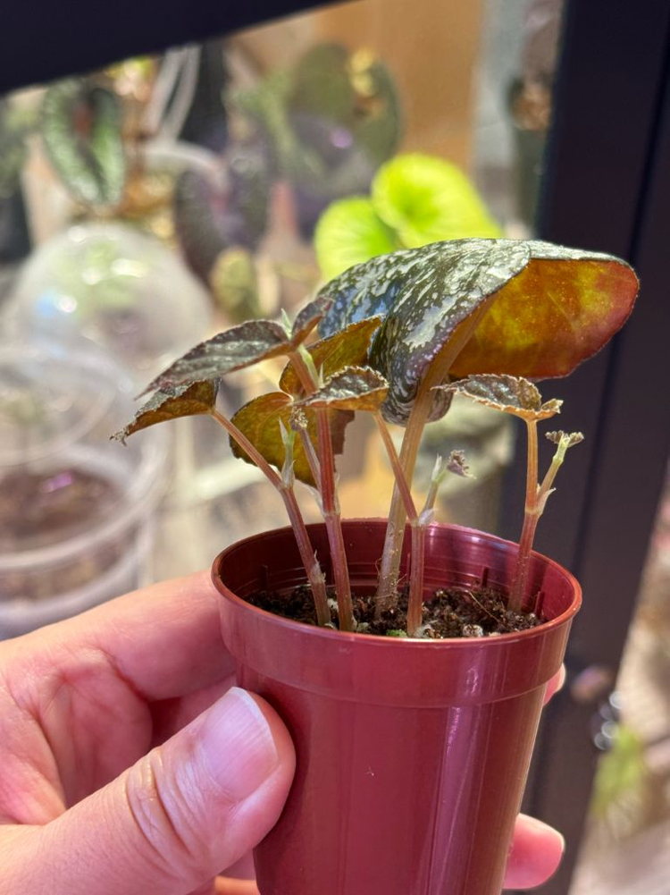 베고니아 무나--3