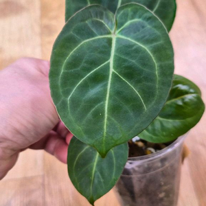 안스리움 킹레하이브리드