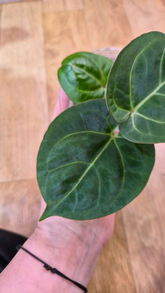 안스리움 킹레하이브리드--1