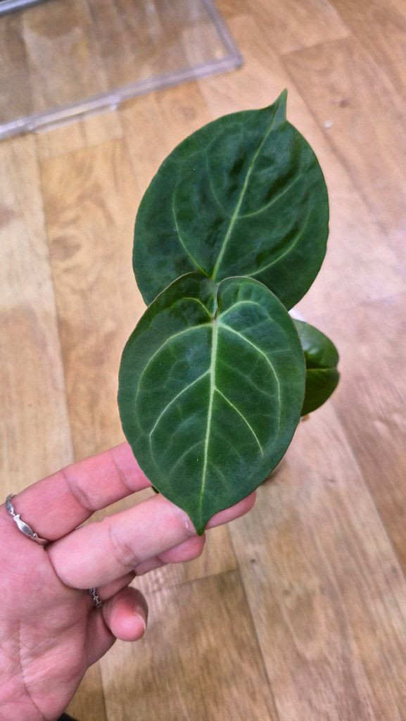 안스리움 킹레하이브리드--2