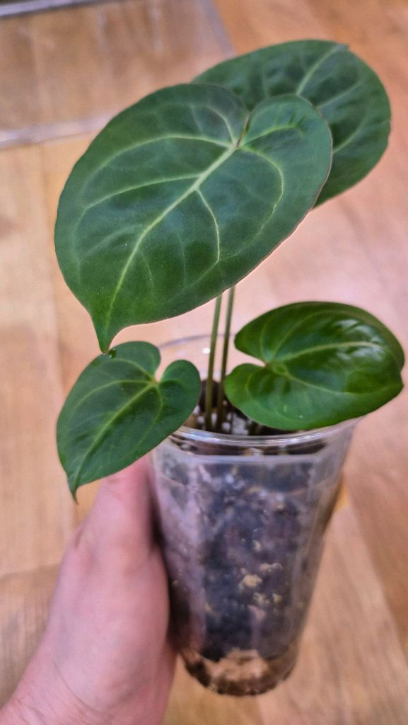 안스리움 킹레하이브리드--3