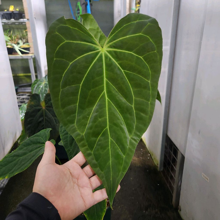 안스리움 파필하브 파필 다크폼--1