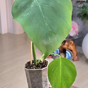 몬스테라알보 (입문용)