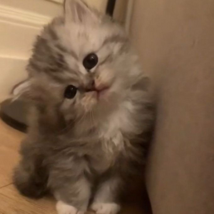 2014고전물품 판매해요!(아이엠스타,프리파라 등..) 이미지