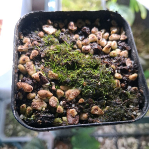 땅귀개 레수피나타