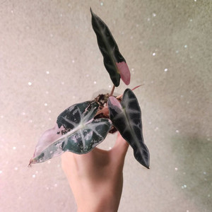 알로카시아 밤비노 핑크 바리에가타