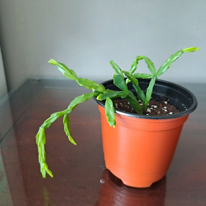 엑소티카 (사각기둥선인장)