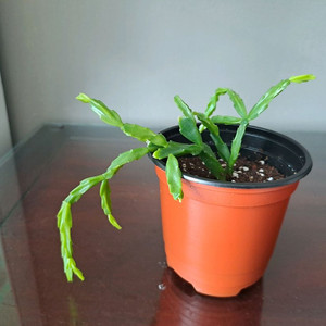 엑소티카 (사각기둥선인장)