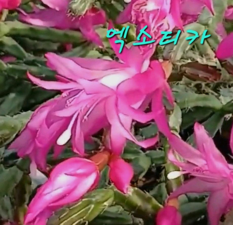 엑소티카 (사각기둥선인장)--1