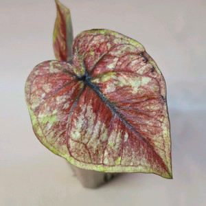 칼라디움 스틸하트