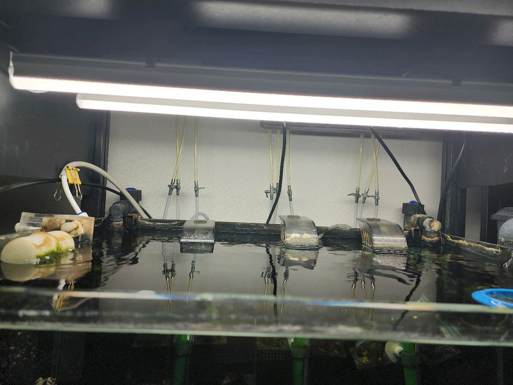 2자 2단 축양장 풀셋 판매합니다~--3