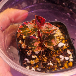 페페로미아 메탈리카 오렌지 바리에가타