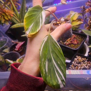 켐페리아 피코크 진저 화이트플라워 알보 바리에가타 흰무늬 생강 핑크X