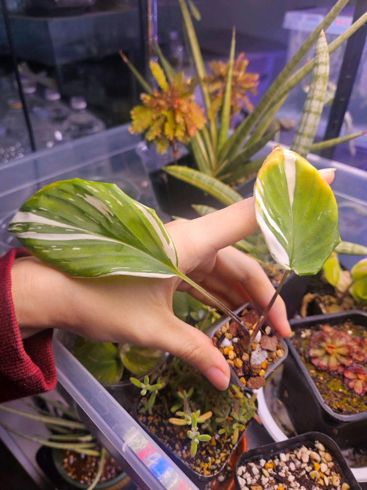 켐페리아 피코크 진저 화이트플라워 알보 바리에가타 흰무늬 생강 핑크X--1