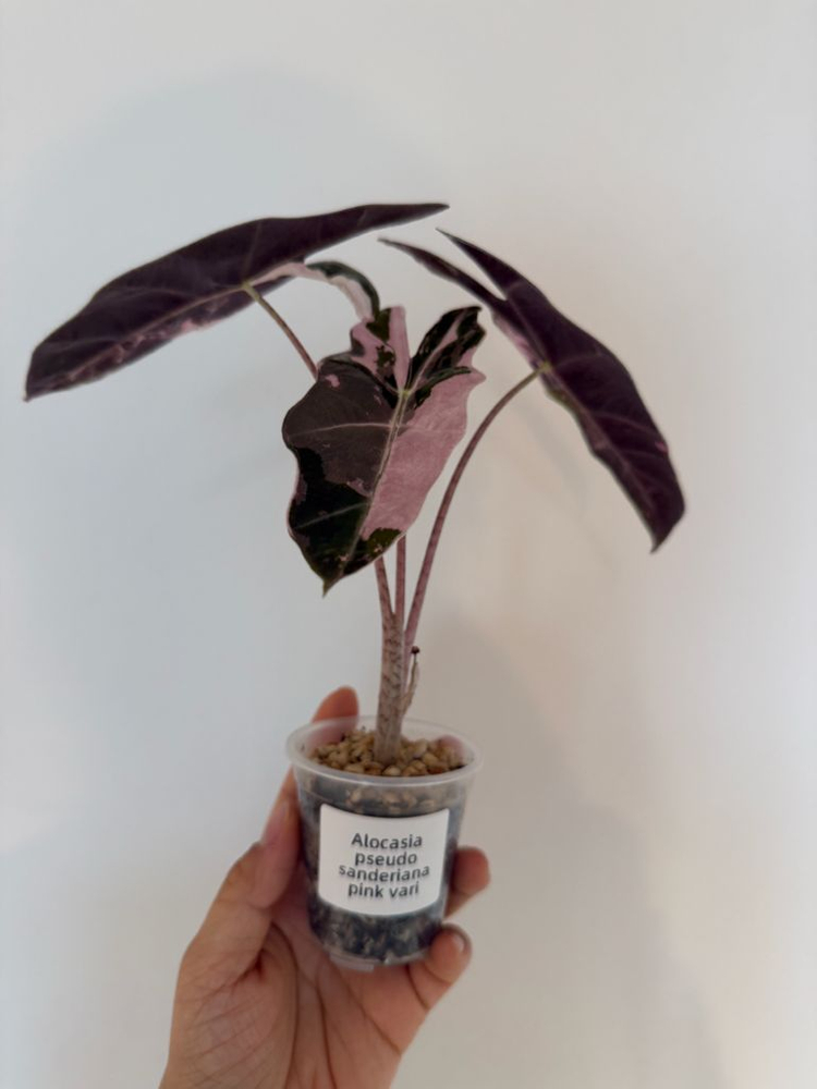 알로카시아 푸세우도 산데리아나 핑크 바리에가타--1