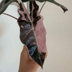 알로카시아 푸세우도 산데리아나 핑크 바리에가타