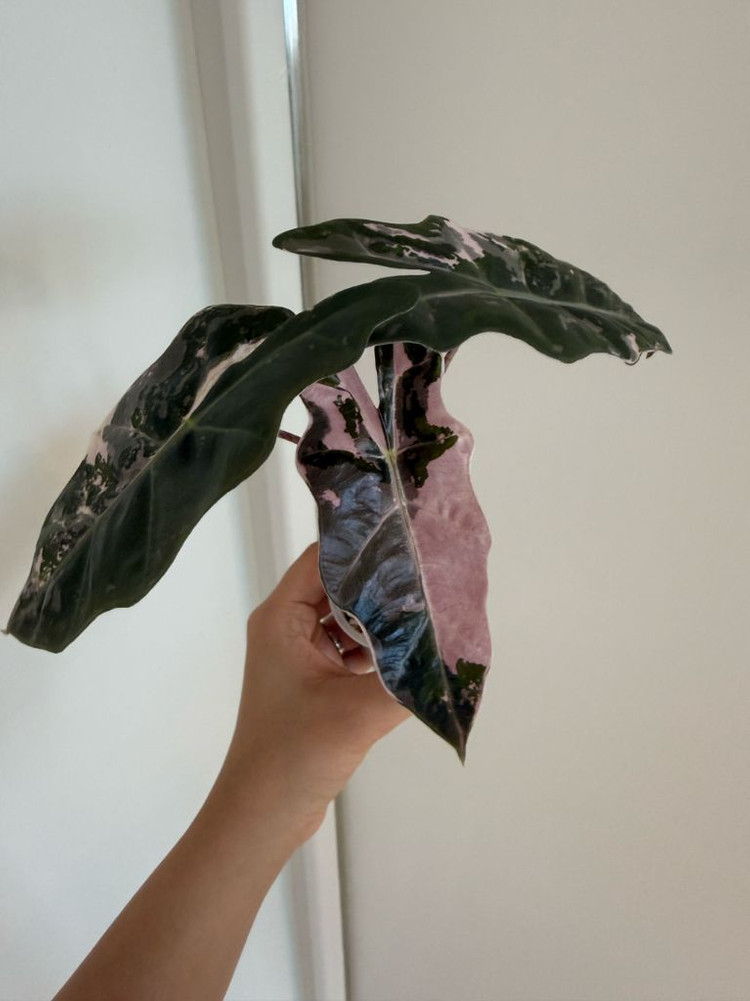 알로카시아 푸세우도 산데리아나 핑크 바리에가타--2