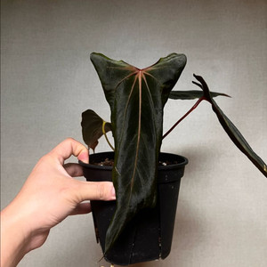 안스리움 (RL x FS) x (RL x FS) 2촉