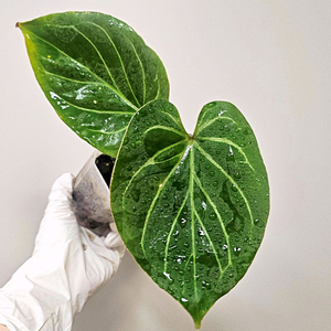 안스리움 킹오스 원종 (킹오브스페이드)