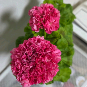 제라늄 완소줄리엣