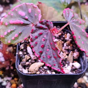 베고니아 니그로엔시스