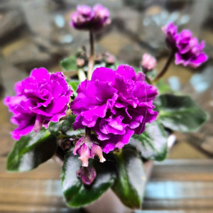 미니바이올렛 개별