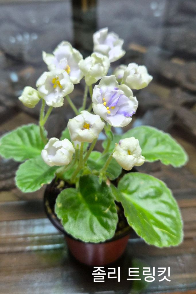 미니바이올렛 개별--1