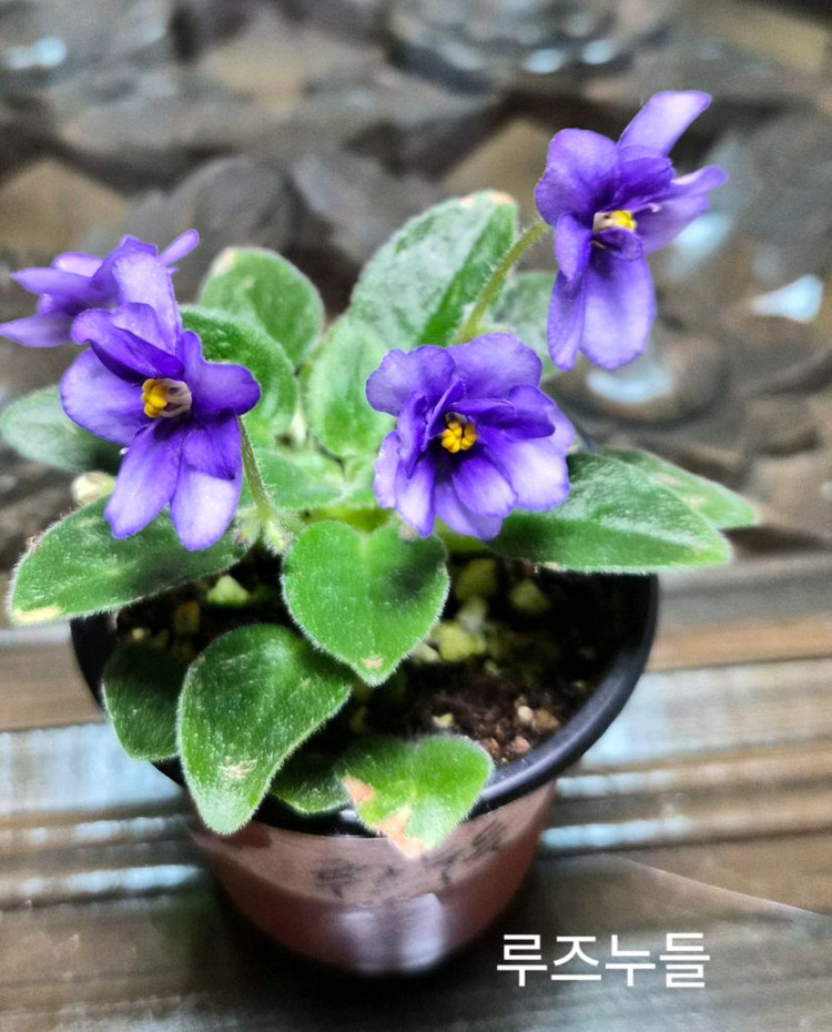 미니바이올렛 개별--2