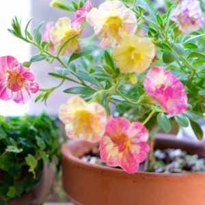 칼리브라코아 카멜레온더블핑크옐로우(카더핑)