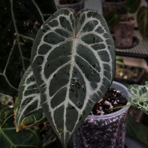 안스리움 블루크리스탈리넘