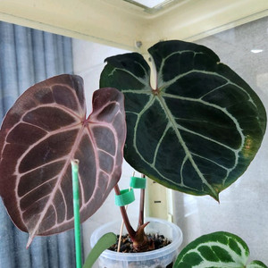 안스리움 레드건살