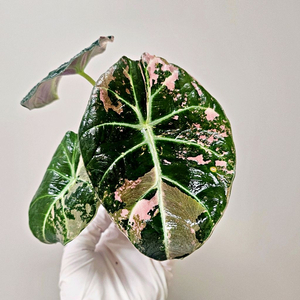 알로카시아 블랙벨벳 화이트핑크 바리에가타