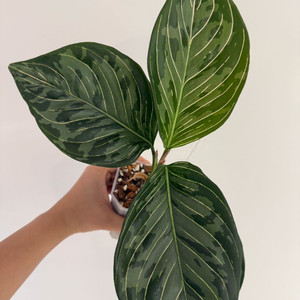 아글라네오마 로툰텀X픽텀