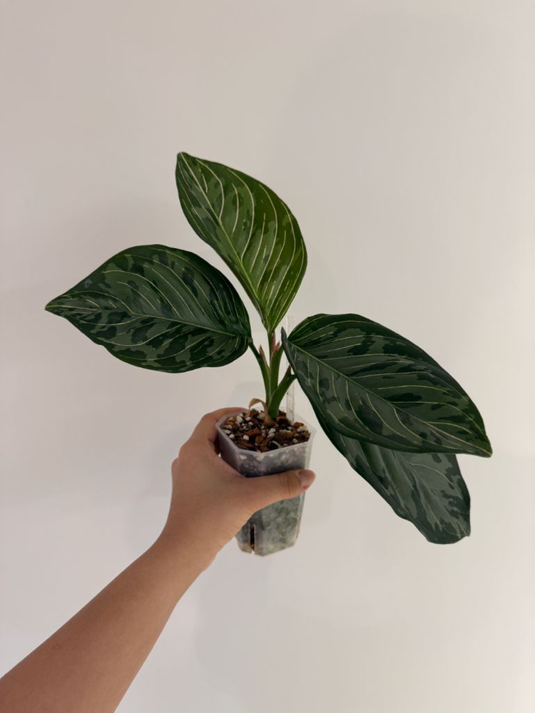 아글라네오마 로툰텀X픽텀--1