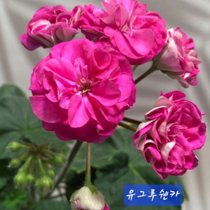 러시아제라늄 유그루쉔카