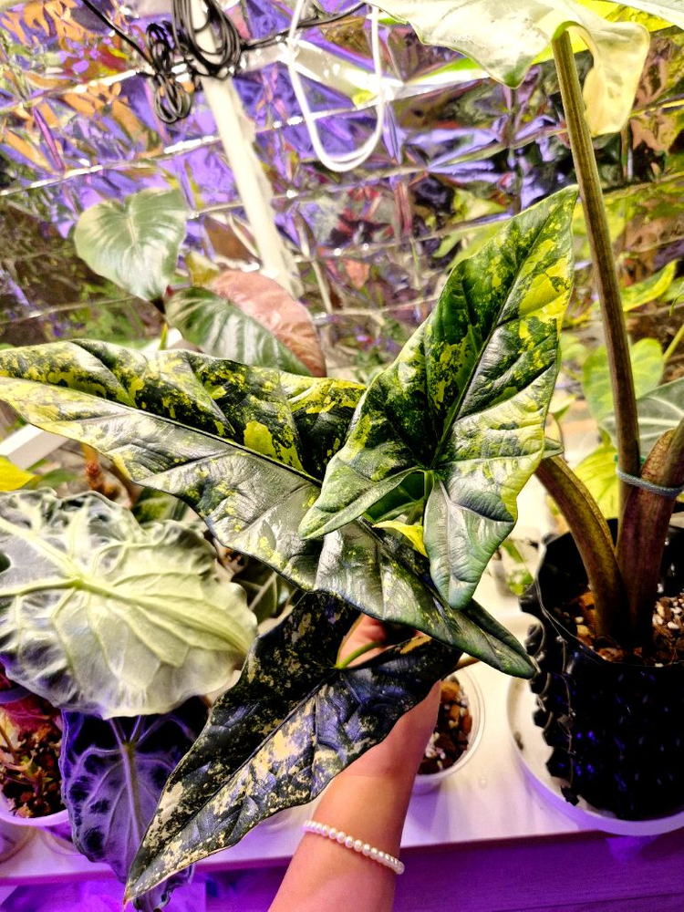 무천이 알로카시아 옐로우 심포 바리에가타--2