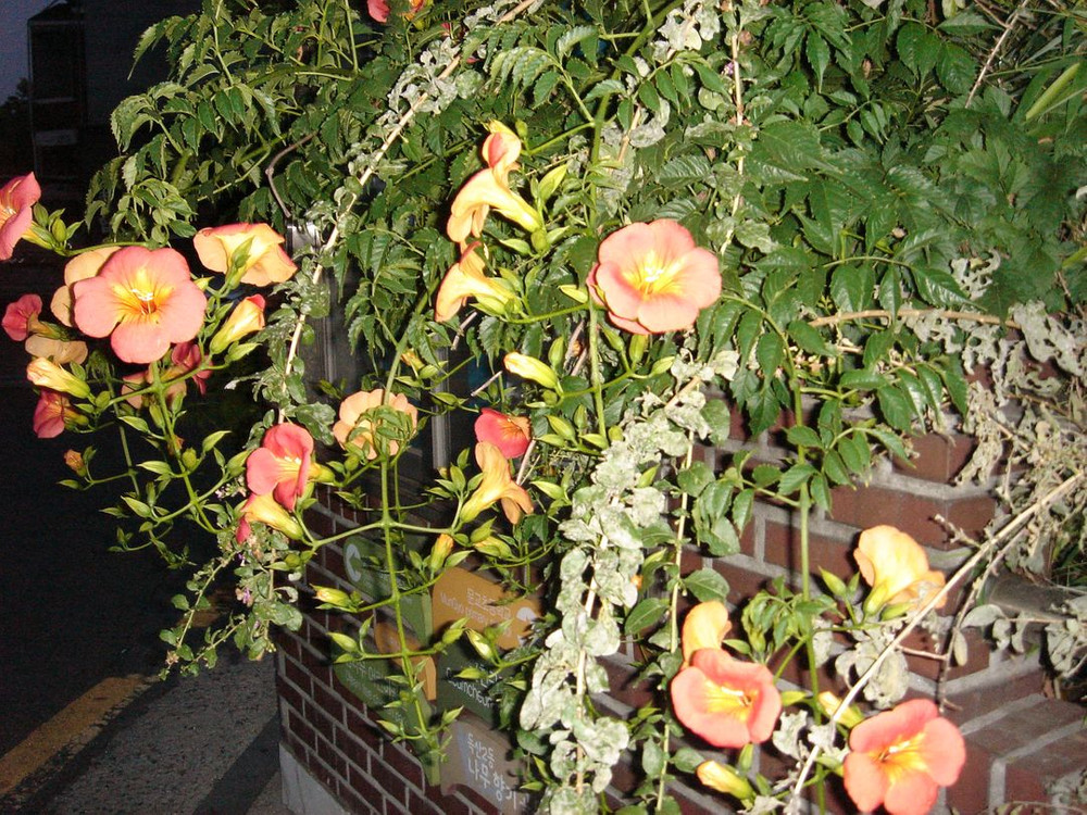 소니 사이버샷 dsc t7 디카 (빈티지 카메라)--8