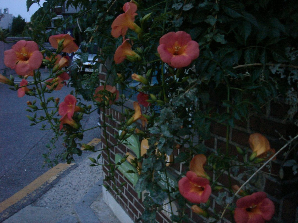 소니 사이버샷 dsc t7 디카 (빈티지 카메라)--9