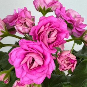 제라늄3종 ( Ts포르세포네.그라찌아 나이팅게일의노래.실크로드)