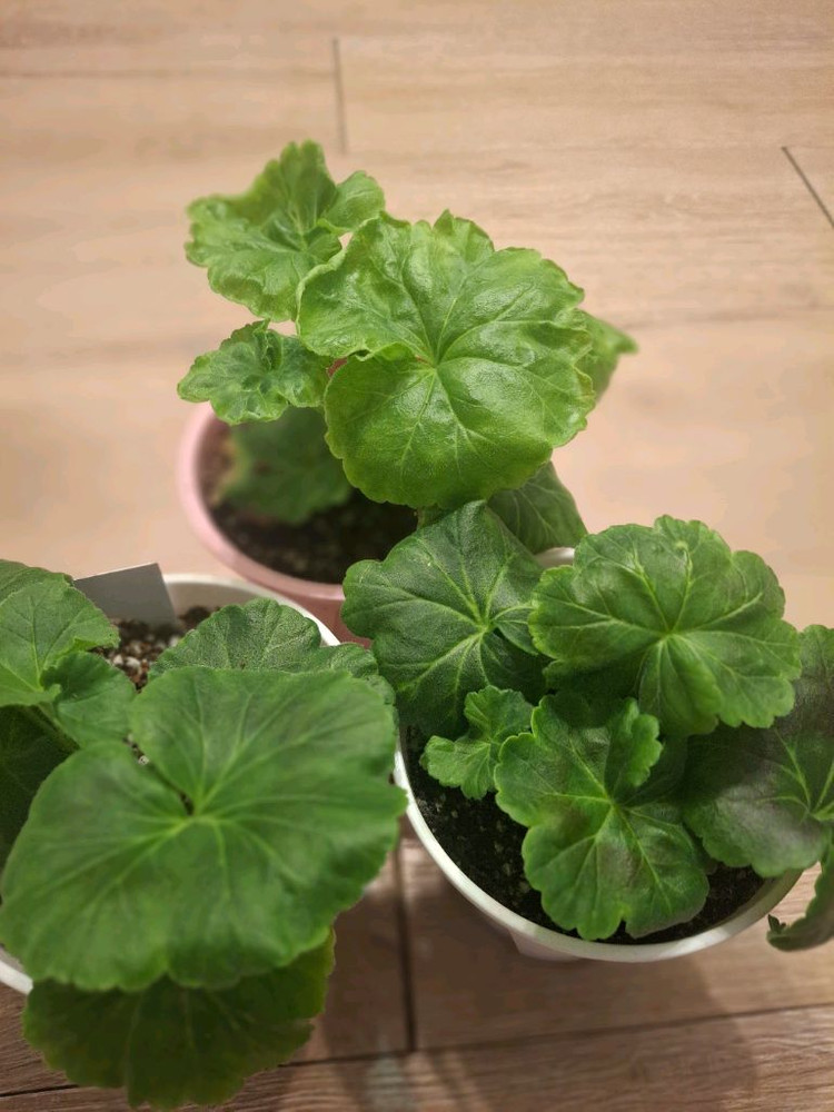 제라늄3종 ( Ts포르세포네.그라찌아 나이팅게일의노래.실크로드)--1