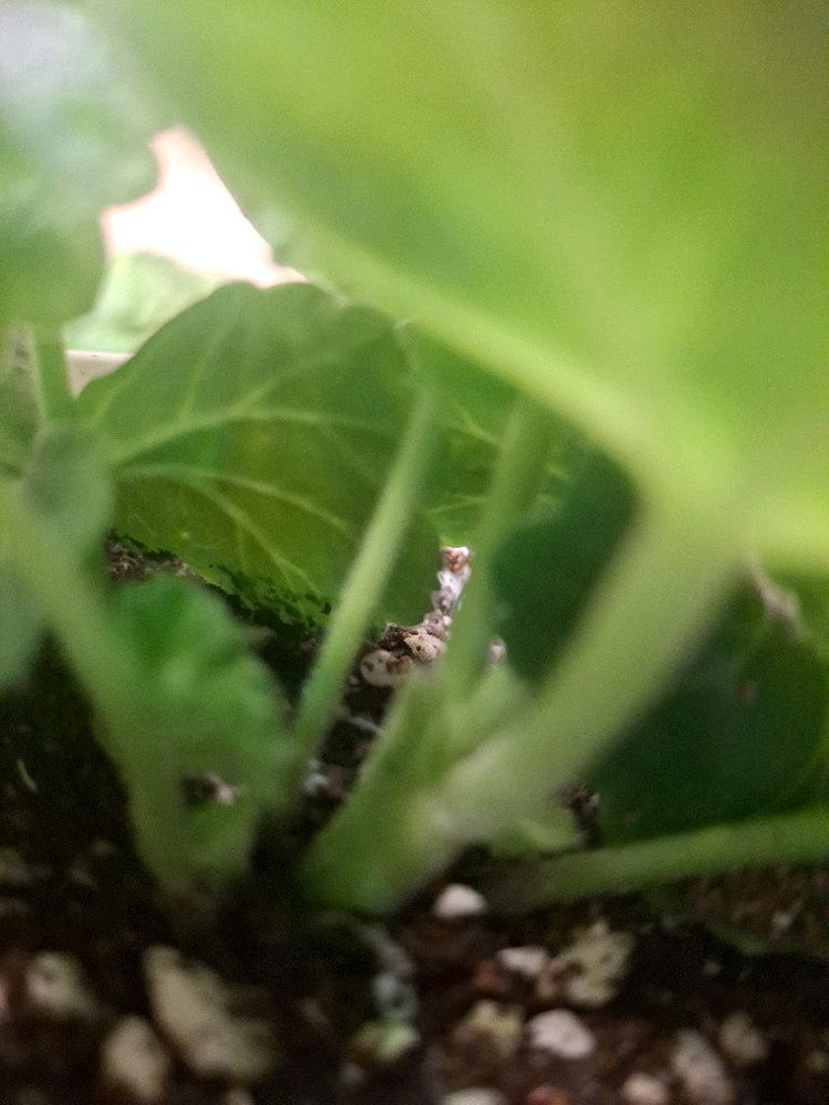 제라늄3종 ( Ts포르세포네.그라찌아 나이팅게일의노래.실크로드)--2