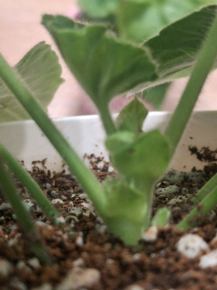 제라늄3종 ( Ts포르세포네.그라찌아 나이팅게일의노래.실크로드)--3